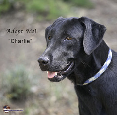 Labrador Retriever Dogs for adoption in Acton, CA, USA