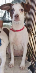 Boston Huahua Dogs for adoption in Woodbridge, VA, USA