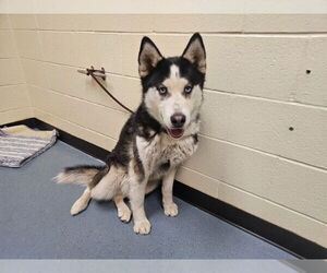 Siberian Husky Dogs for adoption in Denver, CO, USA