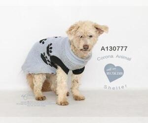 Medium Photo #1 Poodle (Miniature) Puppy For Sale in Corona, CA, USA