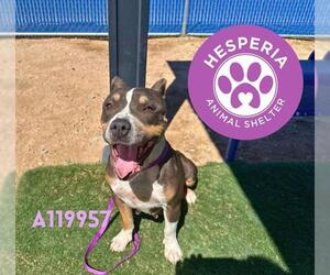 American Pit Bull Terrier Dogs for adoption in HESPERIA, CA, USA