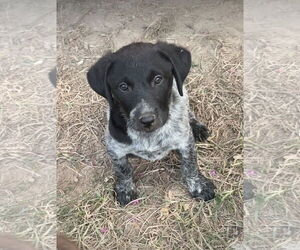 Lab-Pointer Dogs for adoption in Harrison, AR, USA