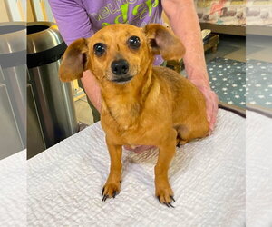Chiweenie Dogs for adoption in Benton, LA, USA