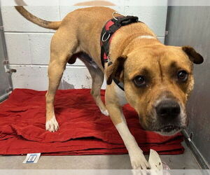 Labrador Retriever-Unknown Mix Dogs for adoption in Tavares, FL, USA