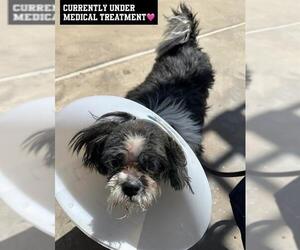 Shih Tzu Dogs for adoption in Chula Vista, CA, USA