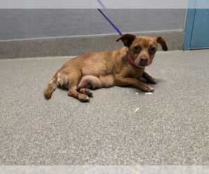 Chihuahua-Unknown Mix Dogs for adoption in Las Vegas, NV, USA
