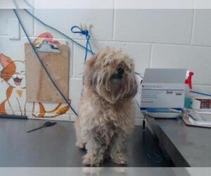 Maltese Dogs for adoption in San Bernardino, CA, USA