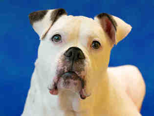 Medium Photo #1 American Bulldog Puppy For Sale in Norfolk, VA, USA