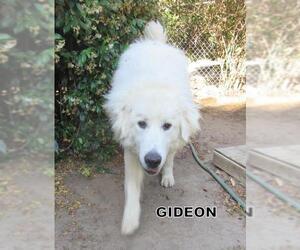 Great Pyrenees Dogs for adoption in Lindsay, CA, USA