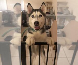 Alusky Dogs for adoption in Satellite Bch, FL, USA