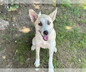 Small German Shepherd Dog Mix