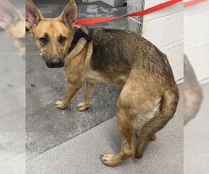 German Shepherd Dog-Unknown Mix Dogs for adoption in San Bernardino, CA, USA