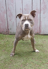 American Pit Bull Terrier Dogs for adoption in Inverness, FL, USA