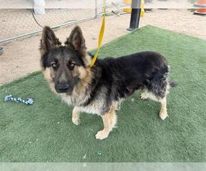 German Shepherd Dog Dogs for adoption in HESPERIA, CA, USA
