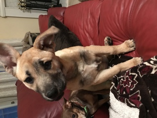 Shepradors Dogs for adoption in Winder, GA, USA