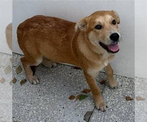 Labrador Retriever-Unknown Mix Dogs for adoption in Lodi, CA, USA