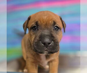 Bulldog-Unknown Mix Dogs for adoption in Lakewood, CO, USA