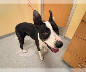 Mutt Dogs for adoption in Orange, CA, USA