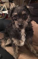 Medium Photo #1 Mutt Puppy For Sale in Minneapolis, MN, USA