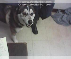 Alaskan Malamute Dogs for adoption in Stockton, CA, USA