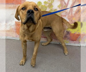 Mastiff-Unknown Mix Dogs for adoption in San Bernardino, CA, USA