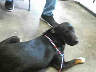 Labrottie Dogs for adoption in Tulsa, OK, USA