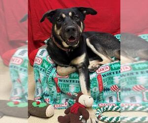 Anatolian Shepherd-Rottweiler Mix Dogs for adoption in South Lake Tahoe, CA, USA