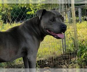 American Pit Bull Terrier Dogs for adoption in Lone Oak, TX, USA