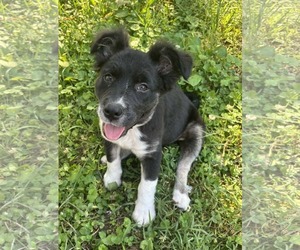 Border Collie-Unknown Mix Dogs for adoption in Croydon, NH, USA