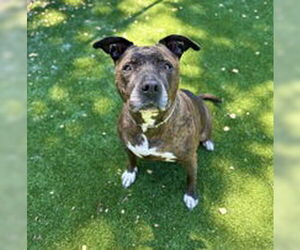 American Pit Bull Terrier Dogs for adoption in Salinas, CA, USA