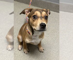 German Shepherd Dog-Unknown Mix Dogs for adoption in Las Vegas, NV, USA