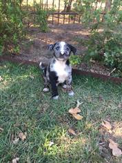 Catahoula Leopard Dog-Unknown Mix Dogs for adoption in Lindale , TX, USA