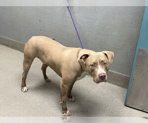American Pit Bull Terrier-Unknown Mix Dogs for adoption in Las Vegas, NV, USA