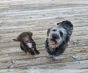 Aussiedoodle Dogs for adoption in Columbus, IN, USA