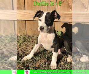 Boxer-Staffordshire Bull Terrier Mix Dogs for adoption in Pensacola, FL, USA