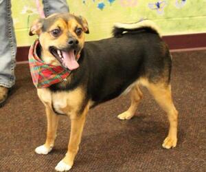 Chug Dogs for adoption in Waynesboro, PA, USA