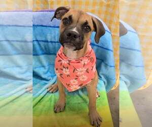 Boxer-Unknown Mix Dogs for adoption in SHERBURNE, NY, USA