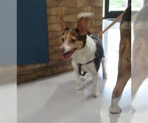 Rat Terrier-Unknown Mix Dogs for adoption in Temple, TX, USA