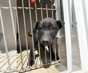 American Pit Bull Terrier-Collie Mix Dogs for adoption in Oklahoma City, OK, USA