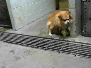 Pomeranian Dogs for adoption in Stockton, CA, USA