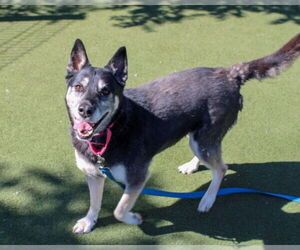Siberian Husky Dogs for adoption in Martinez, CA, USA