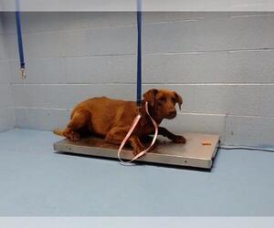Labrador Retriever-Unknown Mix Dogs for adoption in Moreno Valley, CA, USA