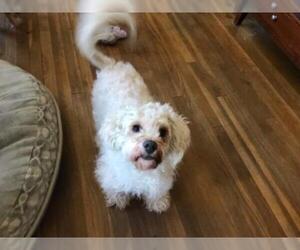 Poodle (Miniature)-Unknown Mix Dogs for adoption in Long Beach, CA, USA