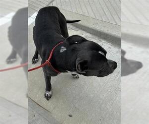 American Pit Bull Terrier Dogs for adoption in Houston, TX, USA