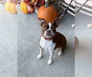Boston Terrier Dogs for adoption in Fenton, MO, USA