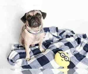 Pug Dogs for adoption in Oak Bluffs, MA, USA