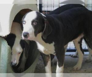 Pointer-Unknown Mix Dogs for adoption in Carthage, AR, USA
