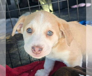 Siberian Husky-Unknown Mix Dogs for adoption in Alexander, AR, USA