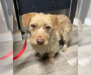 Dachshund-Unknown Mix Dogs for adoption in Redlands, CA, USA