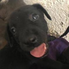 Medium Photo #1 Labrador Retriever-Unknown Mix Puppy For Sale in Austin, TX, USA